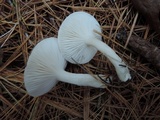 Hygrophorus agathosmus image