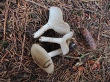 Hygrophorus agathosmus image