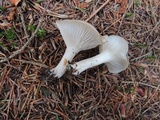 Hygrophorus agathosmus image