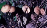 Entoloma conicum image