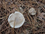 Hygrophorus agathosmus image