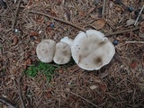 Hygrophorus pustulatus image