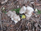 Hygrophorus pustulatus image
