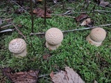 Amanita chrysoblema image