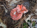 Russula silvestris image