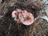 Russula silvestris image