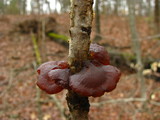 Exidia recisa image