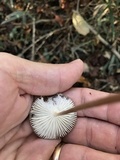 Xerula radicata image