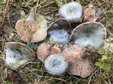 Lactarius paradoxus image