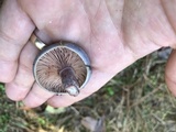 Lactarius paradoxus image