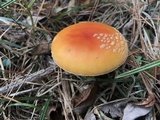 Amanita persicina image
