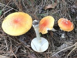 Amanita persicina image