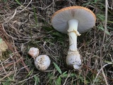 Amanita persicina image