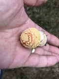 Amanita persicina image