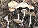Rhodocollybia maculata image