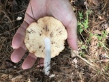 Rhodocollybia maculata image