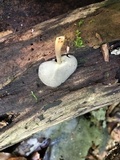 Helvella macropus image