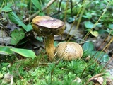 Pseudoboletus parasiticus image