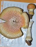 Amanita persicina image