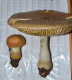 Amanita persicina image