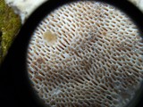 Lenzites elegans image