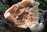 Merulius tremellosus image