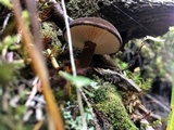 Lactarius lignyotus image