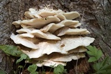 Climacodon septentrionalis image