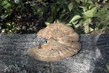 Daedaleopsis confragosa image