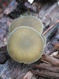 Simocybe centunculus var. centunculus image