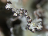 Platismatia tuckermanii image
