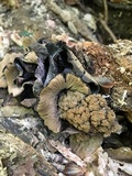 Ionomidotis irregularis image