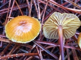Xeromphalina cauticinalis image