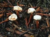 Tulostoma lloydii image