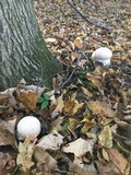 Calvatia cyathiformis image