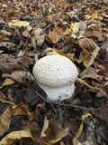 Calvatia cyathiformis image