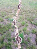 Trametes villosa image