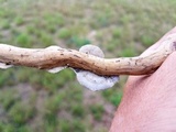 Trametes villosa image