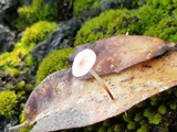 Mycetinis scorodonius image