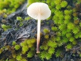 Mycetinis scorodonius image