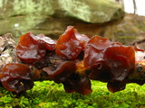 Exidia recisa image