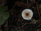 Lepiota rubrotinctoides image