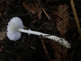 Lepiota rubrotinctoides image