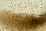 Resupinatus alboniger image