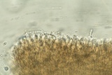 Resupinatus alboniger image