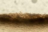 Resupinatus alboniger image