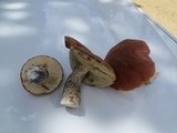 Leccinum insigne image
