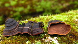 Hymenochaete rubiginosa image
