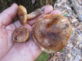 Tricholoma aurantium image