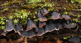 Hymenochaete rubiginosa image